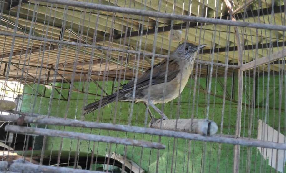 PCPR prende dois por tráfico e aprende quase 100 kg de maconha em Foz do Iguaçu PCPR prende dois por tráfico e aprende quase 100 kg de maconha em Foz do Iguaçu