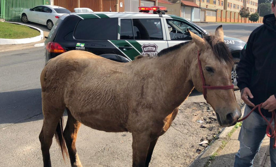 PCPR prende homem por maltratar cavalo em Curitiba PCPR prende homem por maltratar cavalo em Curitiba