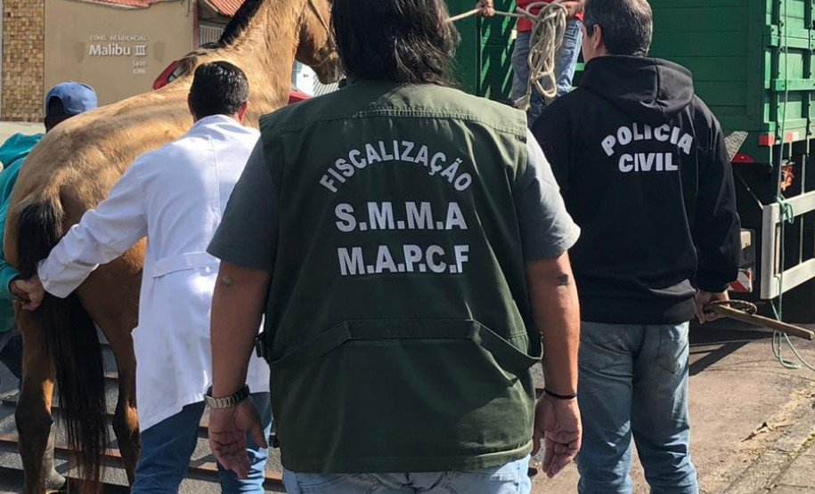 PCPR prende homem por maltratar cavalo em Curitiba PCPR prende homem por maltratar cavalo em Curitiba