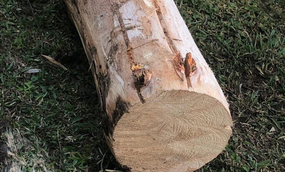 PCPR prende empresário por crime ambiental na RMC