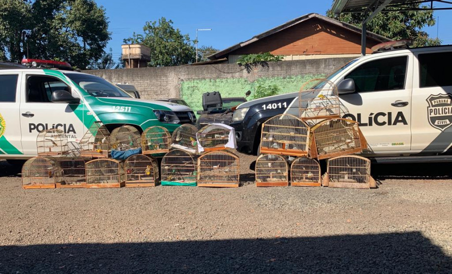 PCPR apreende 18 pássaros silvestres em Santa Terezinha do Itaipu