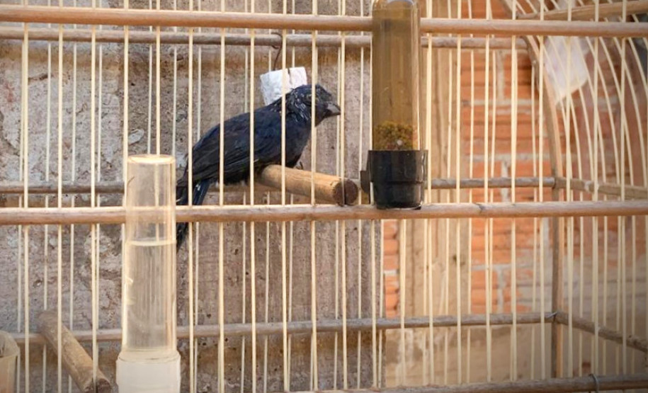 PCPR apreende 18 pássaros silvestres em Santa Terezinha do Itaipu