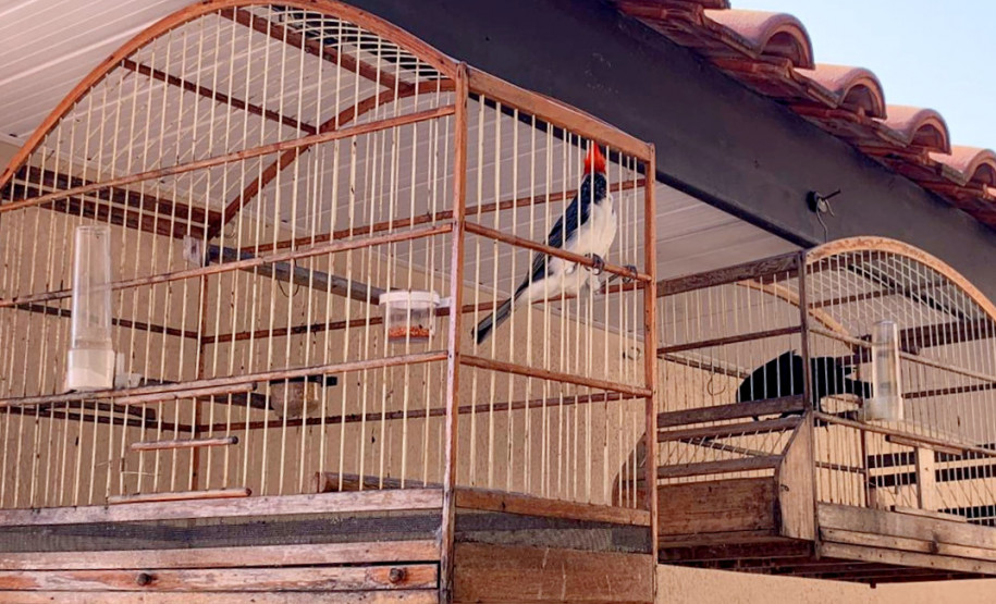 PCPR apreende 18 pássaros silvestres em Santa Terezinha do Itaipu