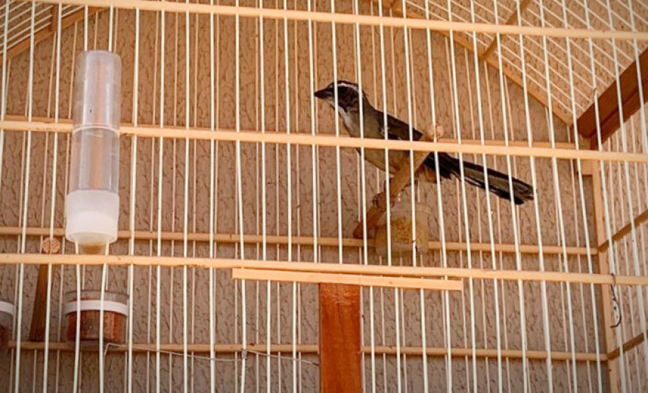 PCPR apreende 18 pássaros silvestres em Santa Terezinha do Itaipu