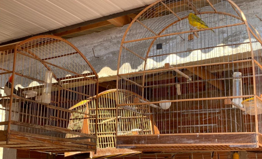 PCPR apreende 18 pássaros silvestres em Santa Terezinha do Itaipu