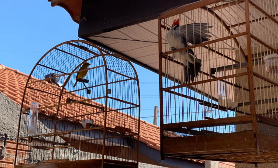 PCPR apreende 18 pássaros silvestres em Santa Terezinha do Itaipu