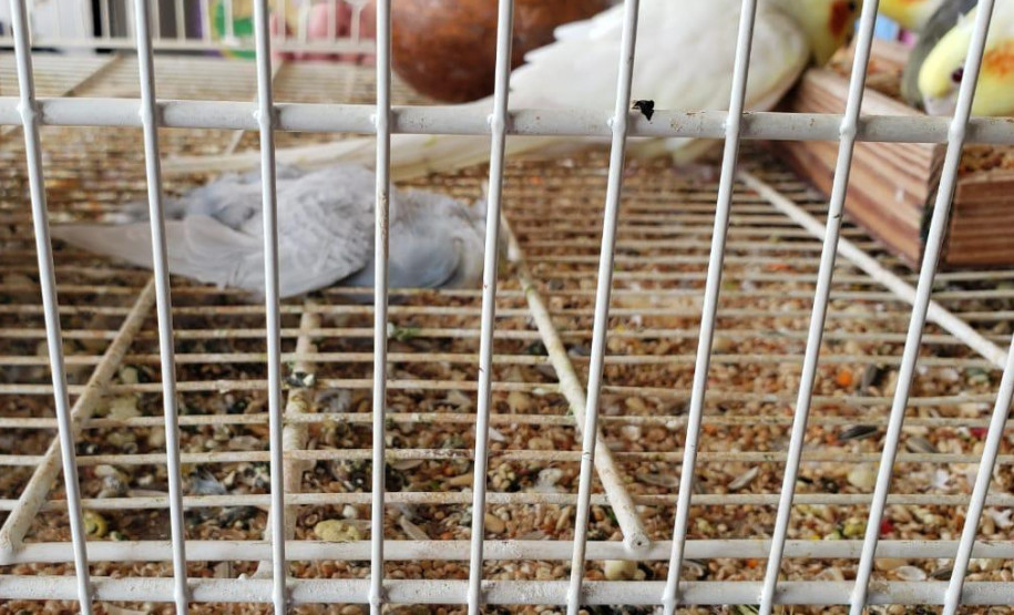 PCPR prende suspeito por maus-tratos de animais em Colombo