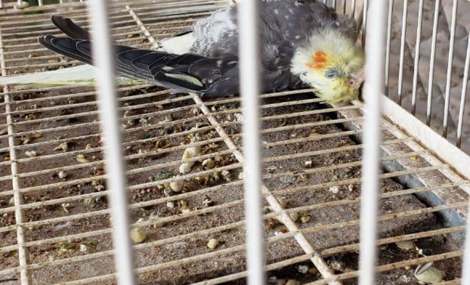 PCPR prende suspeito por maus-tratos de animais em Colombo