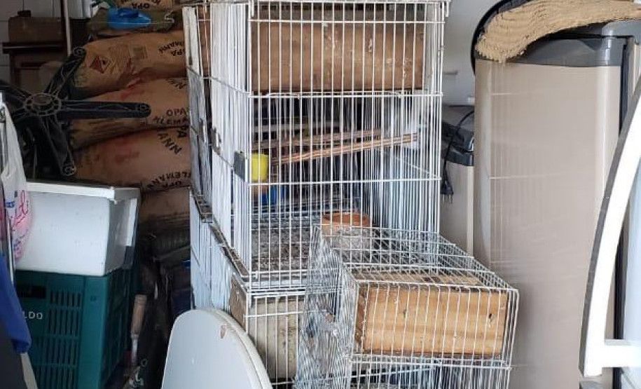 PCPR prende suspeito por maus-tratos de animais em Colombo