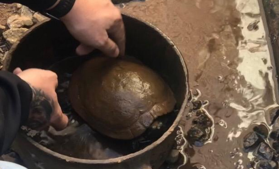 PCPR prende suspeita de manter três animais silvestres em situação de maus tratos PCPR prende suspeita de manter três animais silvestres em situação de maus tratos