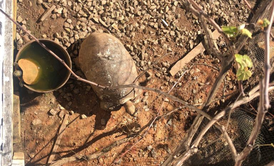 PCPR prende suspeita de manter três animais silvestres em situação de maus tratos PCPR prende suspeita de manter três animais silvestres em situação de maus tratos