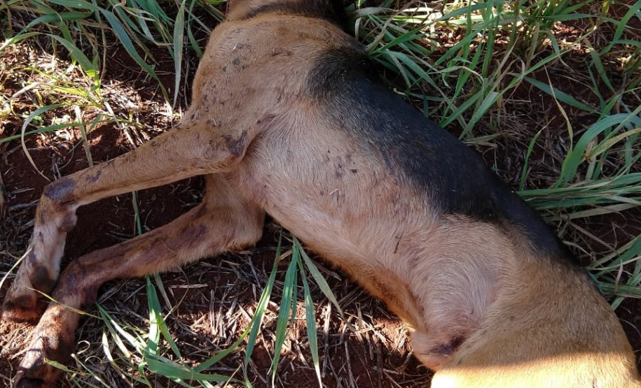PCPR indicia suspeito por maus tratos em Santa Terezinha de Itaipu