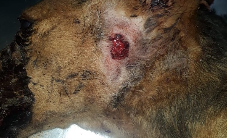 PCPR indicia suspeito por maus tratos em Santa Terezinha de Itaipu