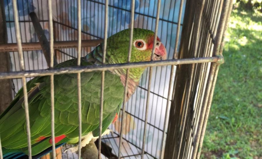 PCPR prende três pessoas por cometerem crimes ambientais na Capital PCPR prende três pessoas por cometerem crimes ambientais na Capital