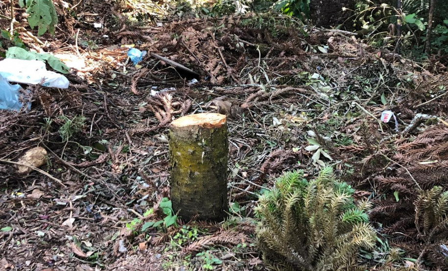 PCPR realiza ações de combate ao crime ambiental e prende quatro pessoas em ações diversas