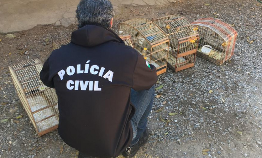 PCPR recupera seis aves silvestres em cativeiro