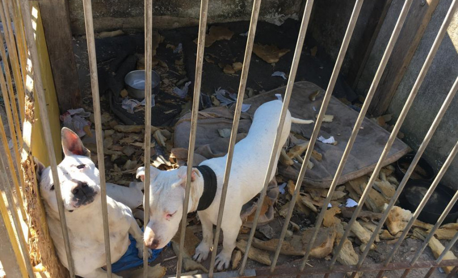 PCPR prende suspeito de manter cães em extremas situações de maus-tratos