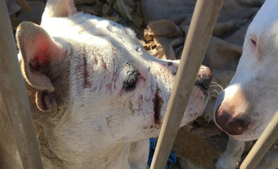 PCPR prende suspeito de manter cães em extremas situações de maus-tratos