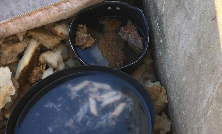 PCPR prende suspeito de manter cães em extremas situações de maus-tratos