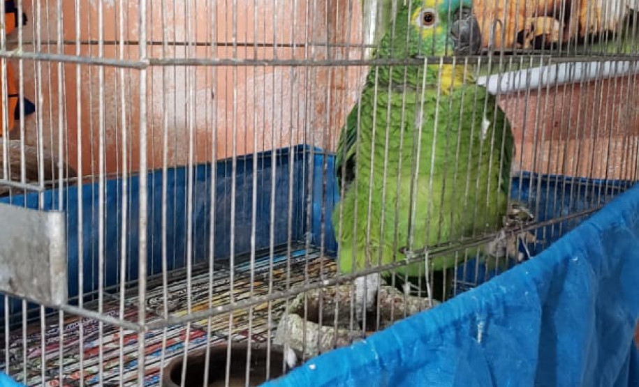 PCPR prende dois suspeitos de crimes ambientais em Curitiba e RMC