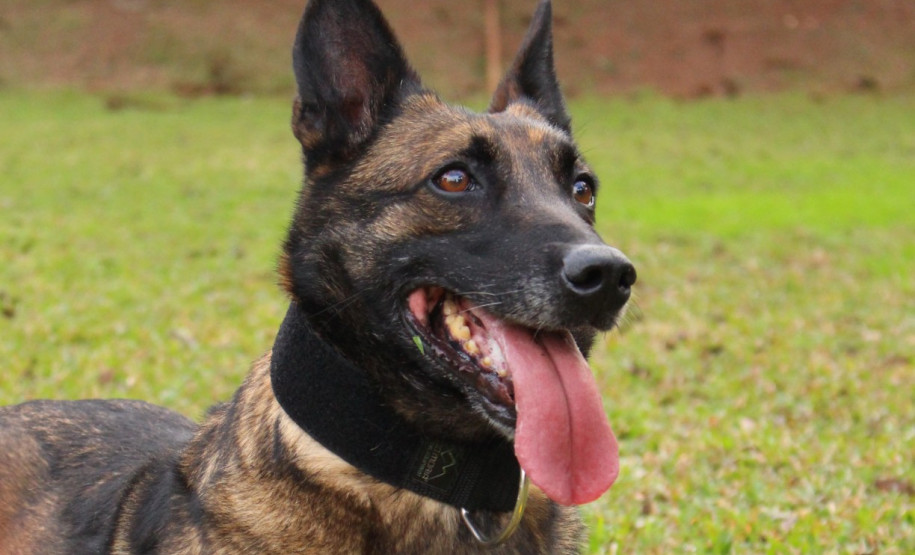PCPR lança concurso para adoção da cadela policial Shiva.