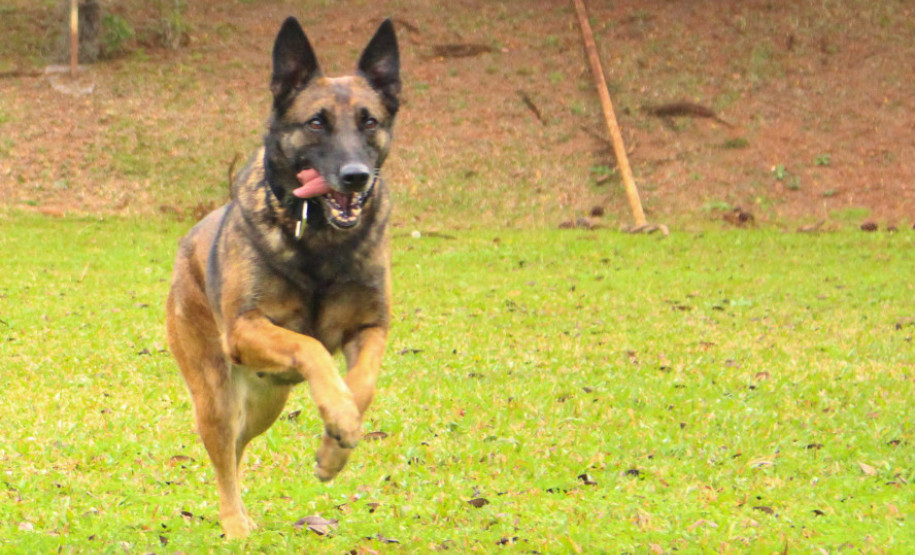 PCPR lança concurso para adoção da cadela policial Shiva.