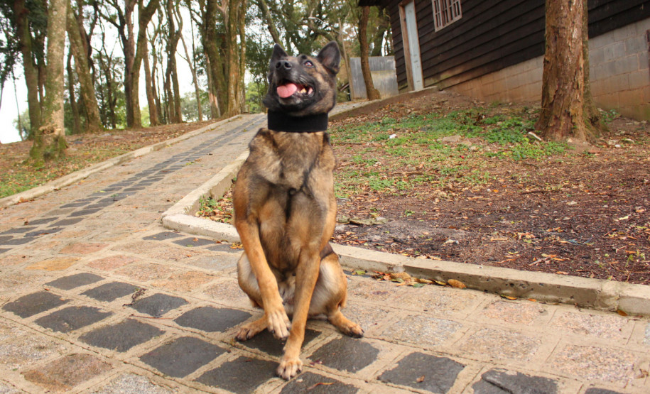 PCPR lança concurso para adoção da cadela policial Shiva.