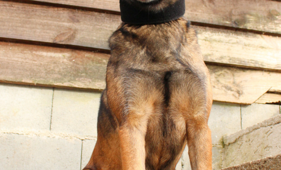 PCPR lança concurso para adoção da cadela policial Shiva.