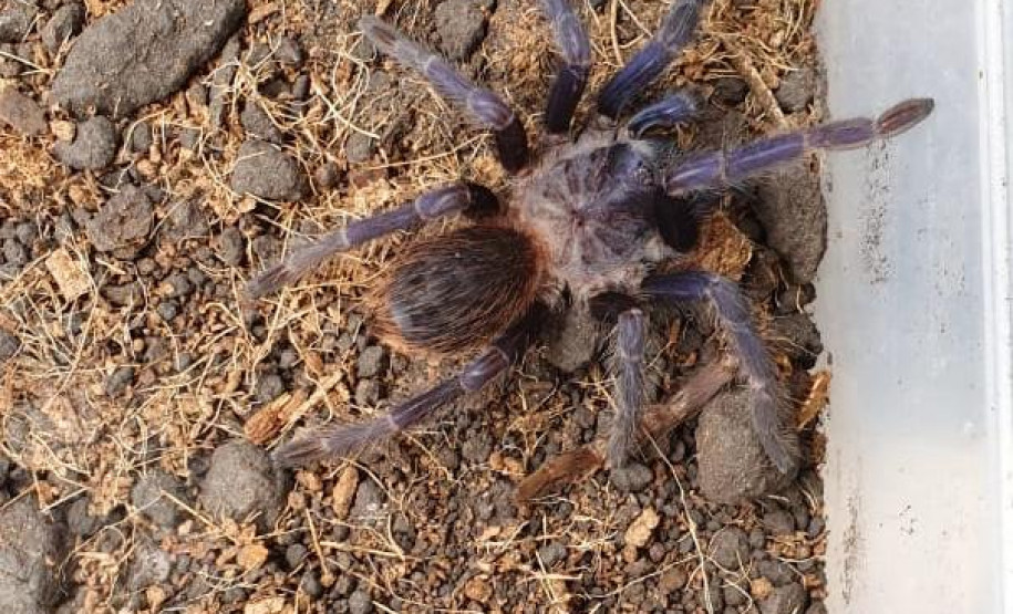 PCPR prende suspeito de manter de forma ilegal animais silvestres em Colombo