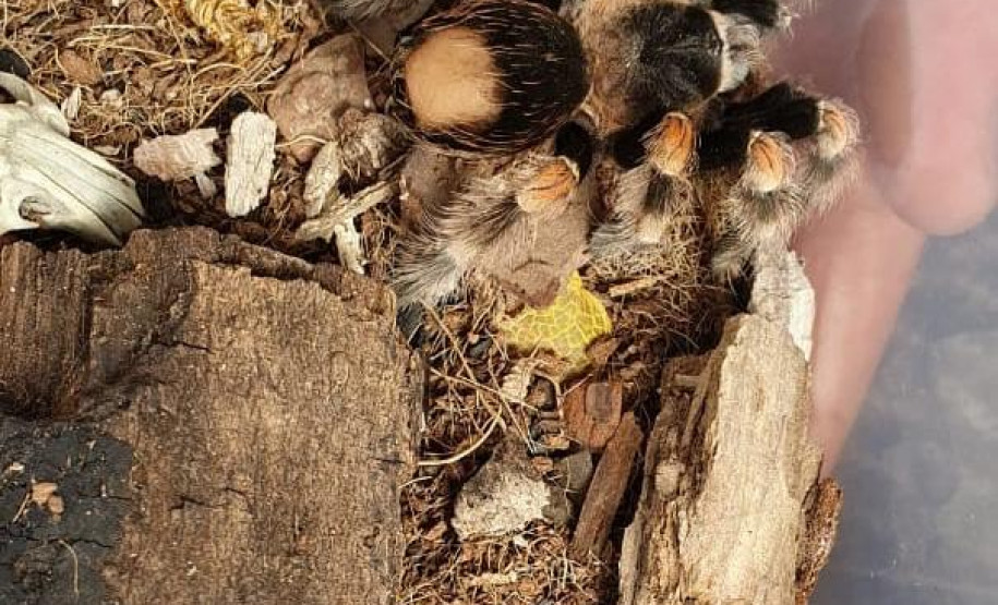 PCPR prende suspeito de manter de forma ilegal animais silvestres em Colombo