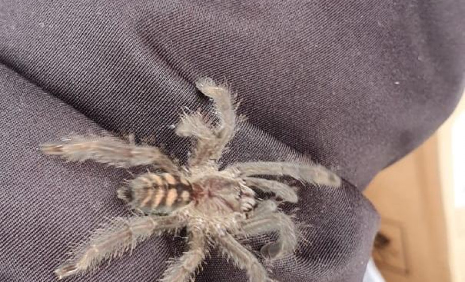 PCPR prende suspeito de manter de forma ilegal animais silvestres em Colombo