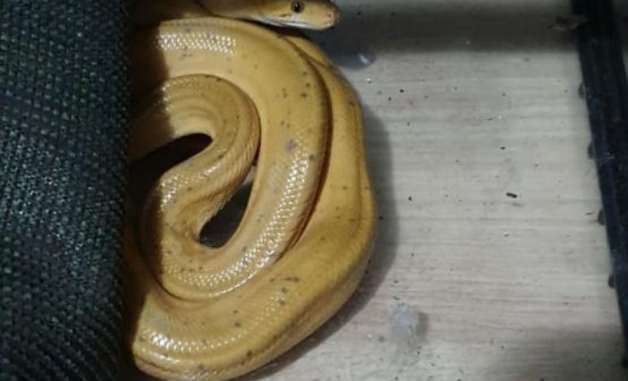 PCPR prende suspeito de manter de forma ilegal animais silvestres em Colombo