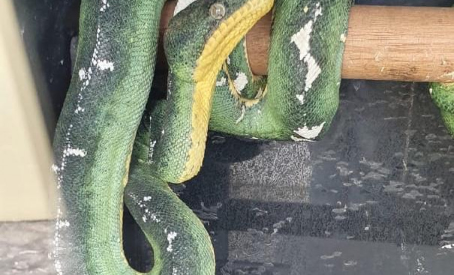 PCPR prende suspeito de manter de forma ilegal animais silvestres em Colombo