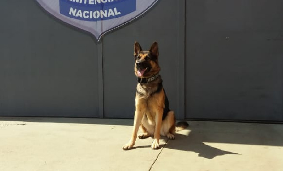 PCPR vistoria Presídio Federal de Catanduvas em apoio ao Depen Nacional