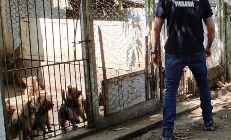 PCPR fecha canil clandestino e resgata 46 cães de raça em Curitiba
