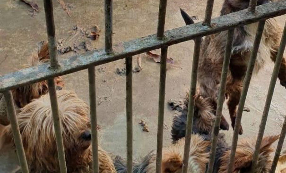 PCPR fecha canil clandestino e resgata 46 cães de raça em Curitiba