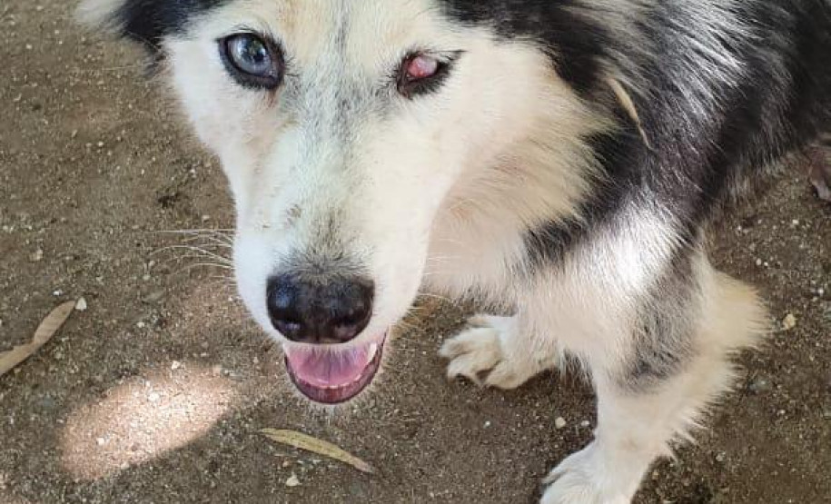 PCPR fecha canil clandestino e resgata 46 cães de raça em Curitiba