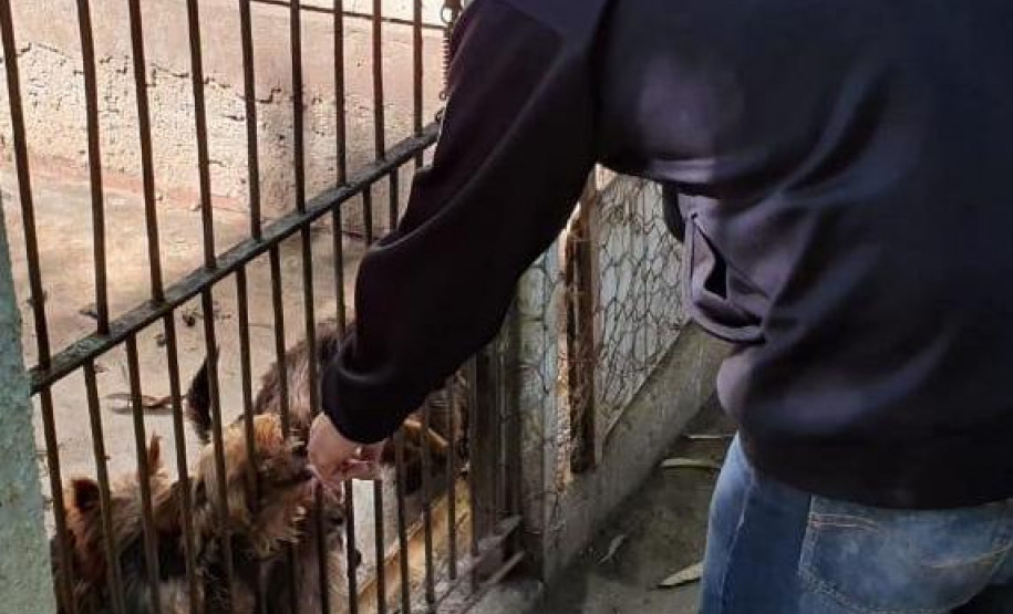 PCPR fecha canil clandestino e resgata 46 cães de raça em Curitiba