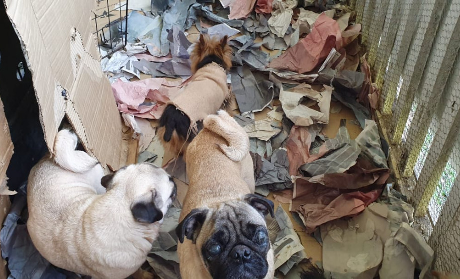 PCPR fecha canil clandestino e resgata 46 cães de raça em Curitiba