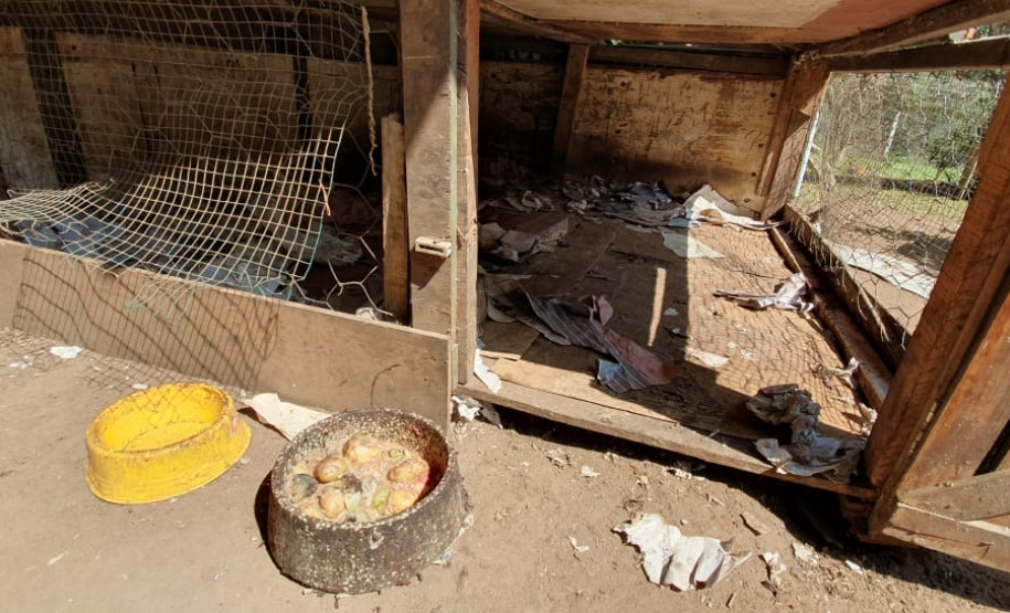 PCPR fecha canil clandestino e resgata 46 cães de raça em Curitiba