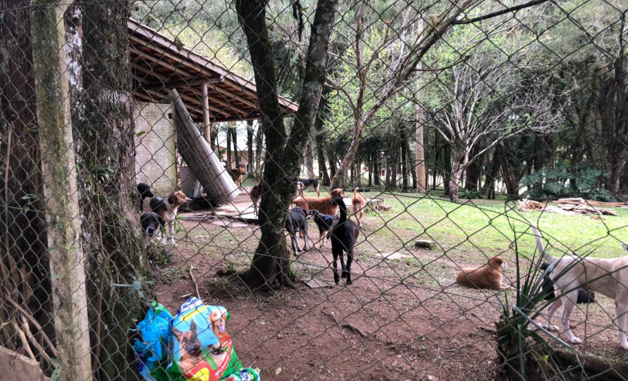 PCPR fecha canil clandestino e resgata 46 cães de raça em Curitiba