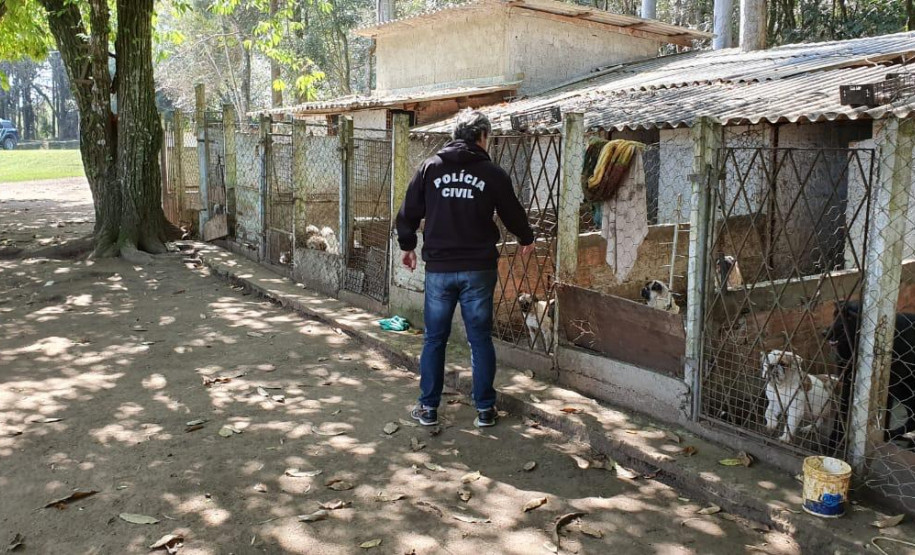 PCPR fecha canil clandestino e resgata 46 cães de raça em Curitiba