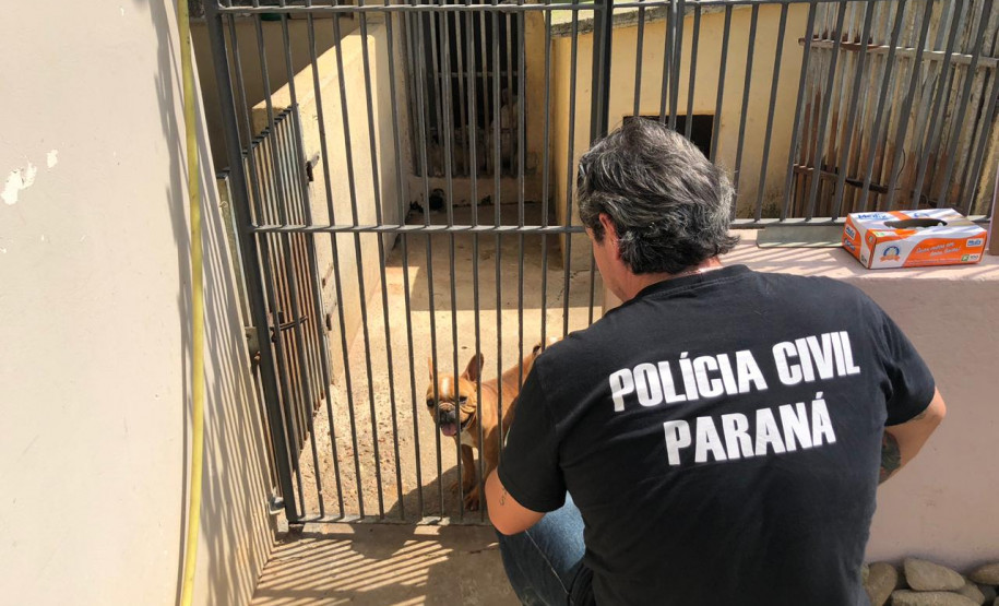 PCPR autua proprietário de canil com 82 cães em situação de maus tratos na RMC