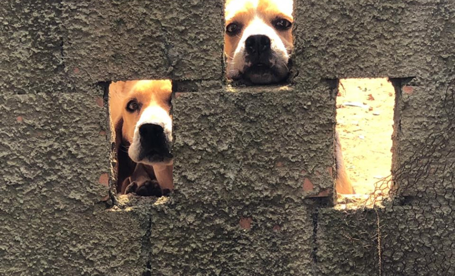 PCPR autua proprietário de canil com 82 cães em situação de maus tratos na RMC