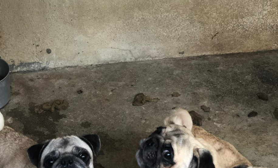 PCPR autua proprietário de canil com 82 cães em situação de maus tratos na RMC