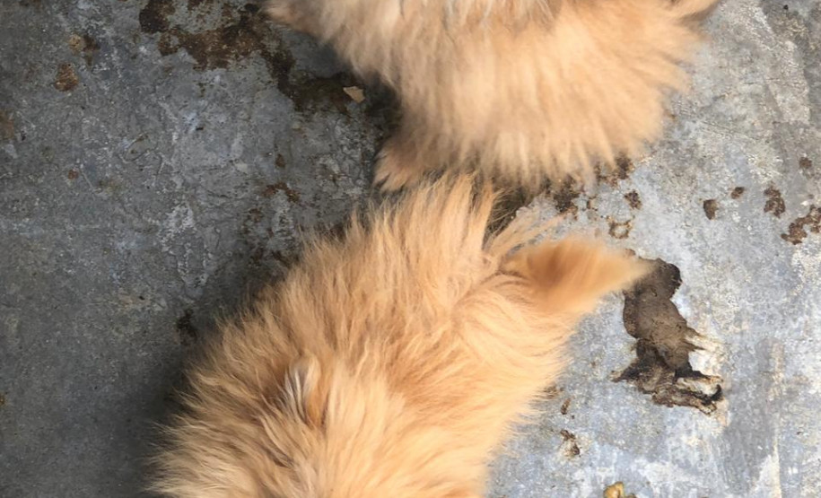 PCPR autua proprietário de canil com 82 cães em situação de maus tratos na RMC