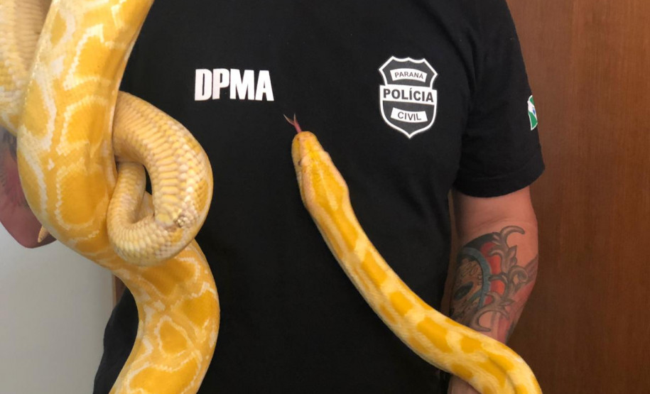 PCPR apreende cobra Píton de 3 metros em Curitiba PCPR apreende cobra Píton de 3 metros em Curitiba