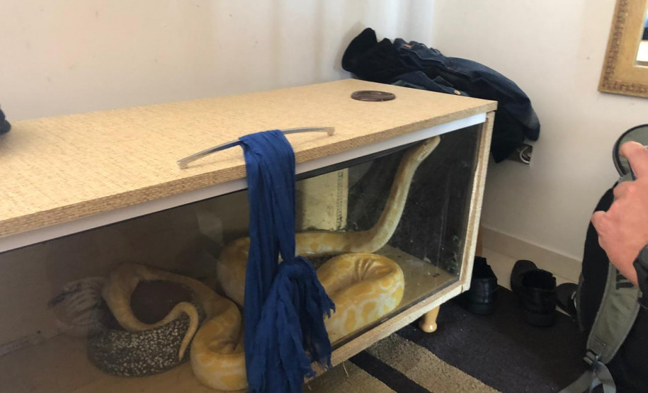 PCPR apreende cobra Píton de 3 metros em Curitiba PCPR apreende cobra Píton de 3 metros em Curitiba