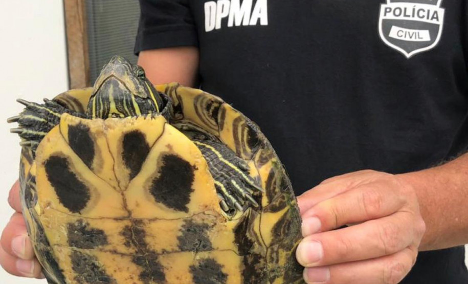 PCPR apreende aves ameaçadas de extinção em cativeiro na RMC