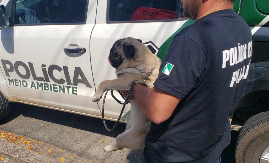 PCPR resgata cachorro na RMC após vídeo de agressões viralizar na internet